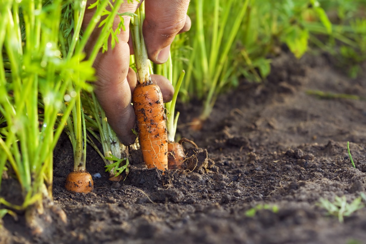 What is a buried penis and how is it related to "Ozempic dick"?